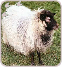 Rare breed of sheep from Iceland